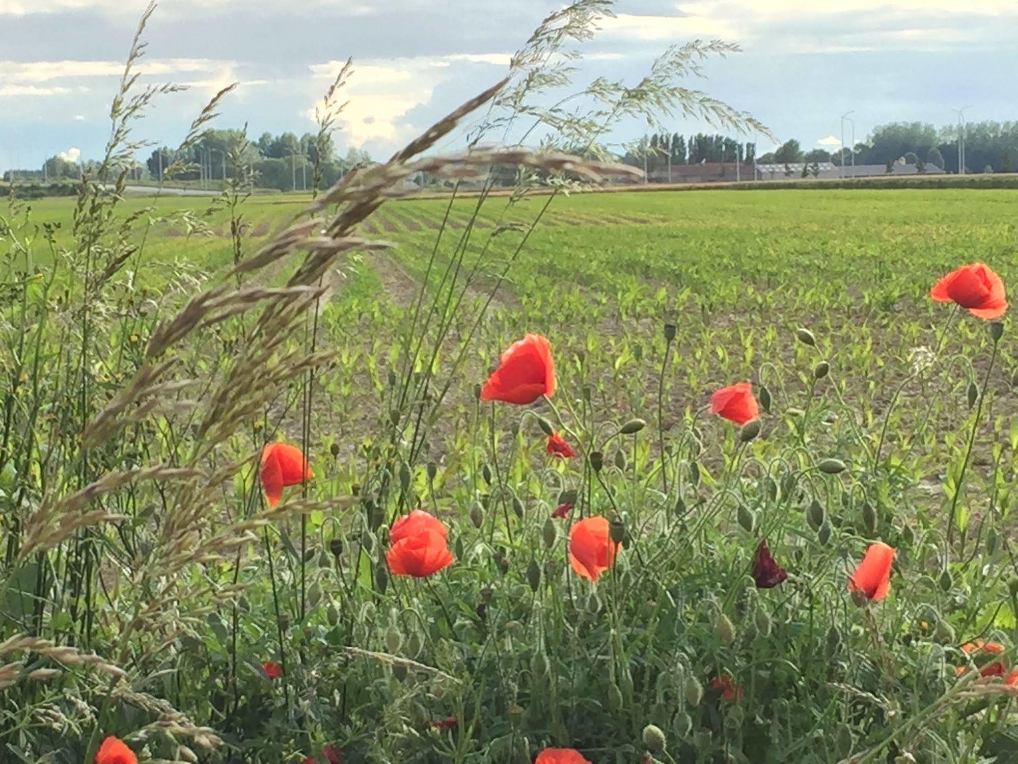 B&B Sabbajon Ieper Exteriör bild